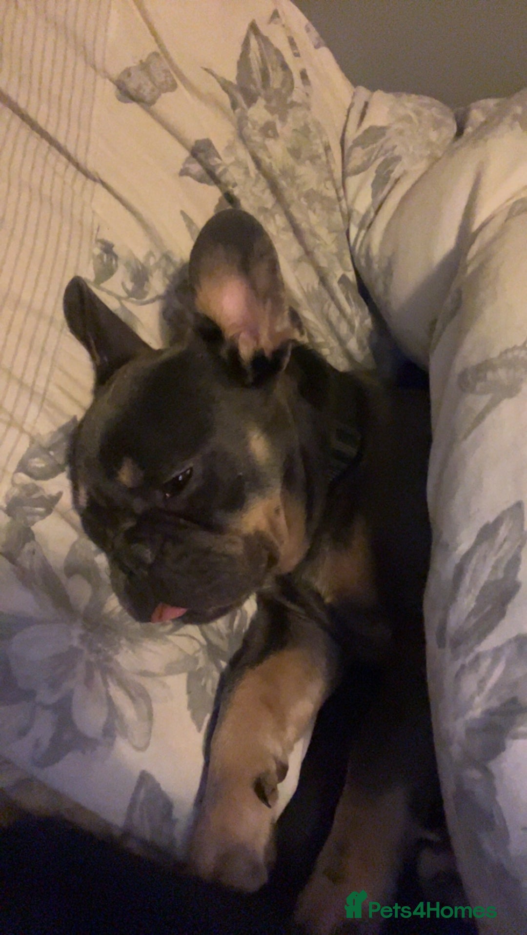 French Bulldog dogs for sale: 2 year old male, name is Blue - Image 15