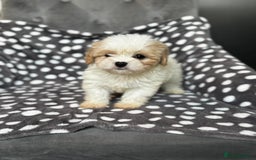 Mixed Breed dogs for sale: Cavatons - Image 8