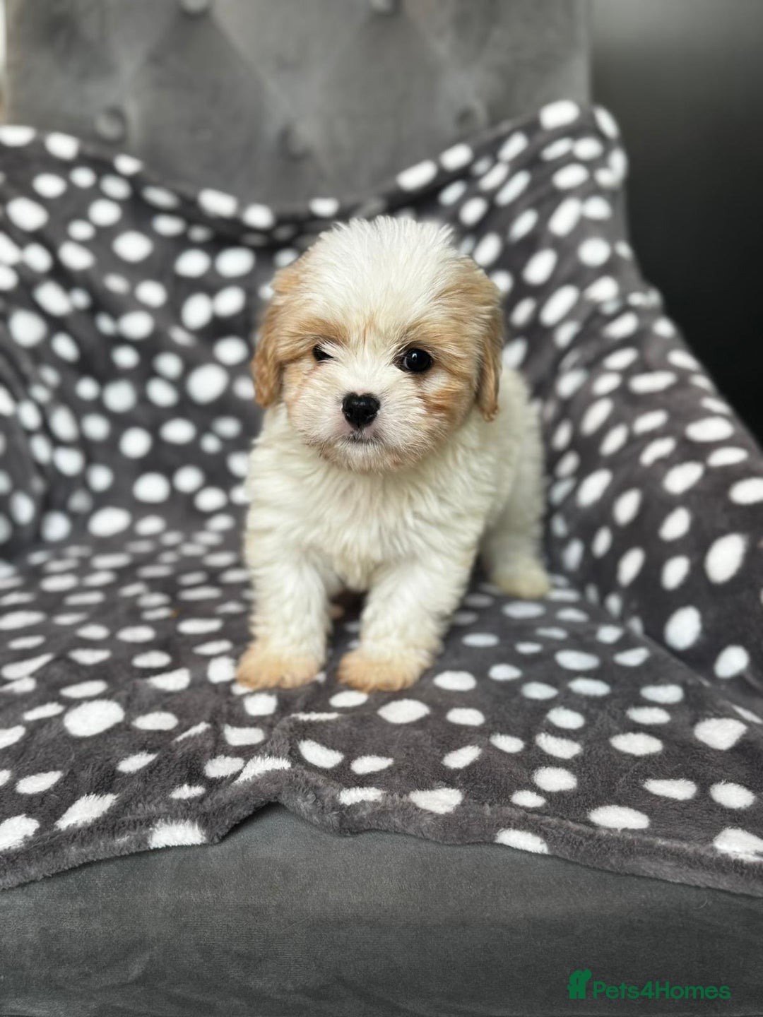 Mixed Breed dogs for sale: Cavatons - Image 8