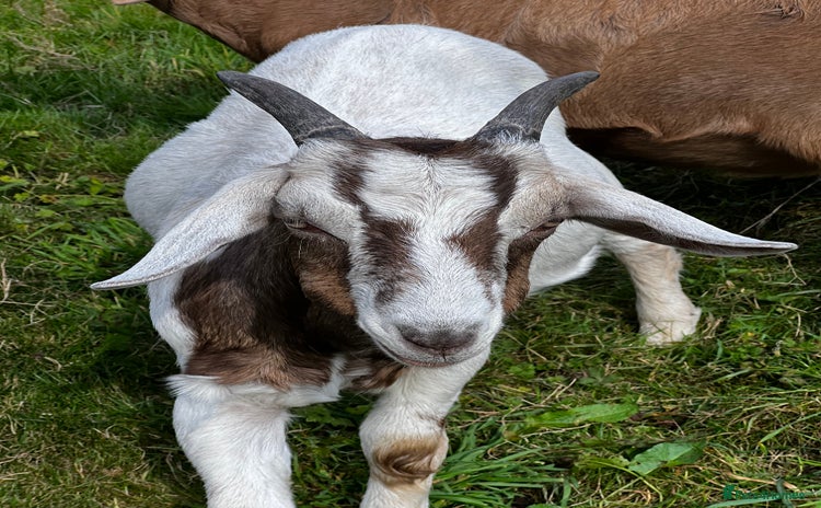 Goats livestock - Advert 1