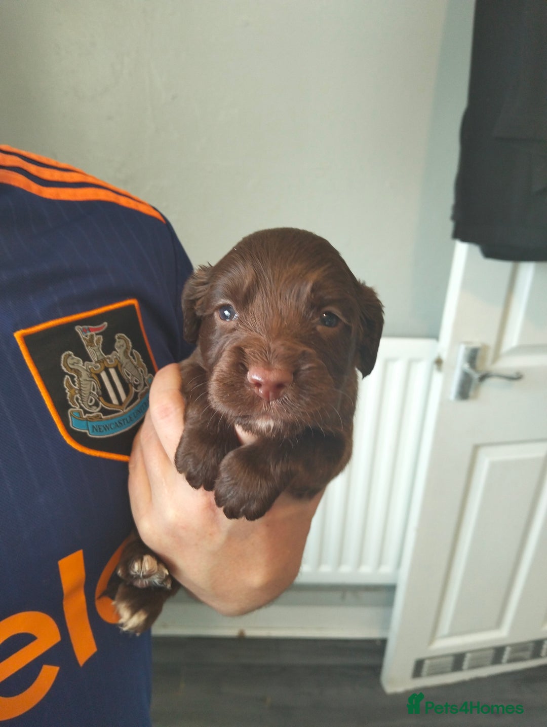 Cocker Spaniel dogs for sale: 7 beautiful cocker spaniels  - Image 19