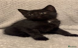Mixed Breed cats for sale: 2x girls 1x boy  - Image 2