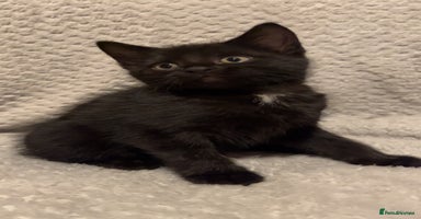 Mixed Breed cats - Advert 3
