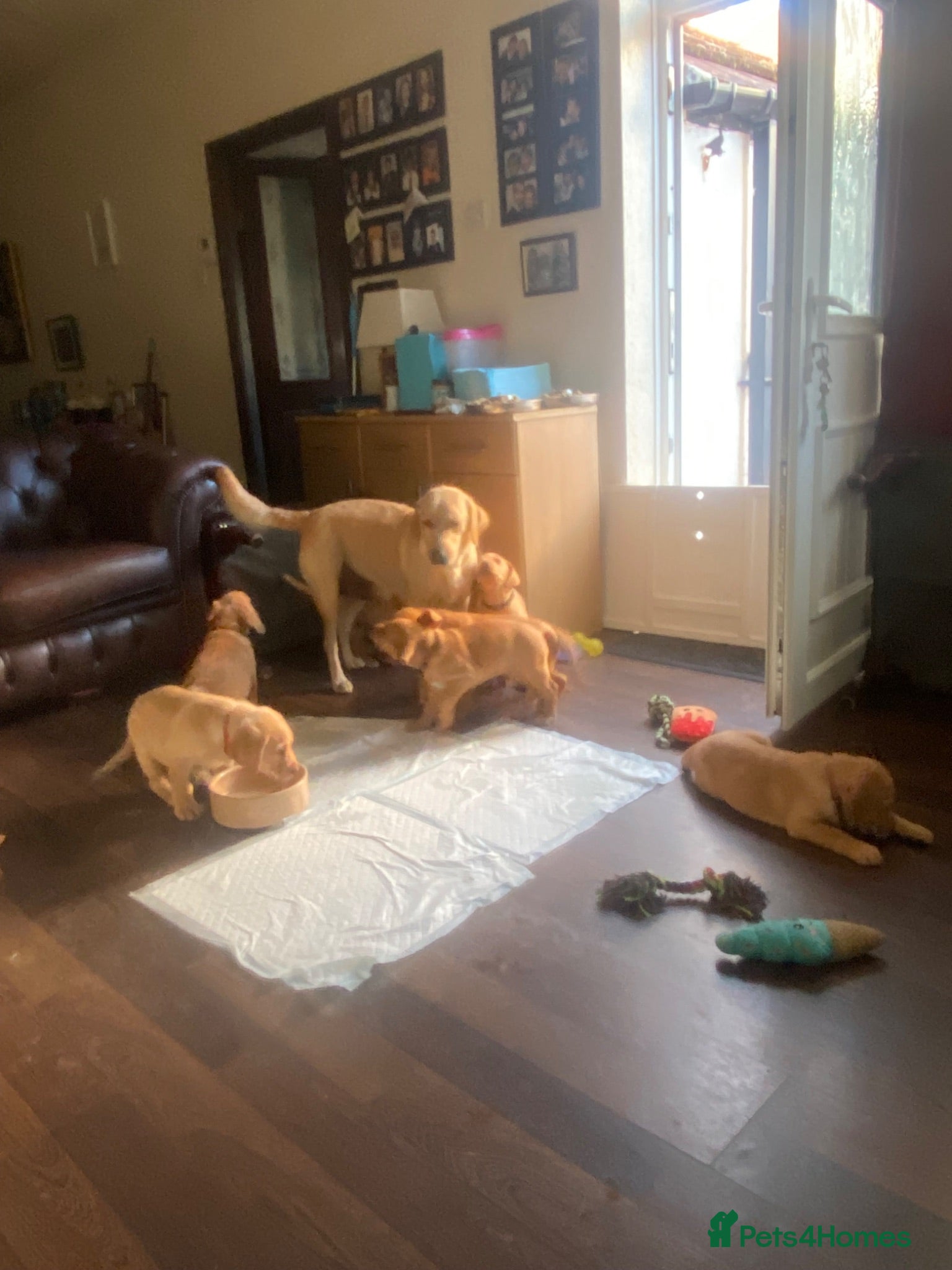 Labrador Retriever dogs Labrador Retriever Puppies  - Advert 2