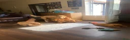 Labrador Retriever dogs for sale: Labrador Retriever Puppies  - Advert 1