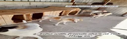 Mixed Breed dogs for adoption: Avis- 20 months - Available Devon area 🇬🇧🇬🇧 in Brixham - Advert 9