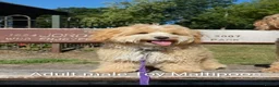 Maltipoo dogs for sale: Apricot Toy Maltipoos from KC health tested champ  - Advert 8