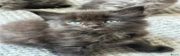 Maine Coon cats for sale: Fluffy Tortoiseshell Girl and Black Boy Kittens - Advert 7