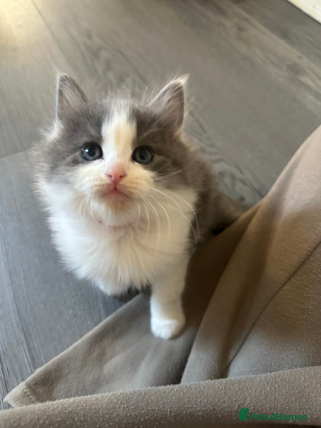 Ragdoll cats for sale: Reserved - Image 19
