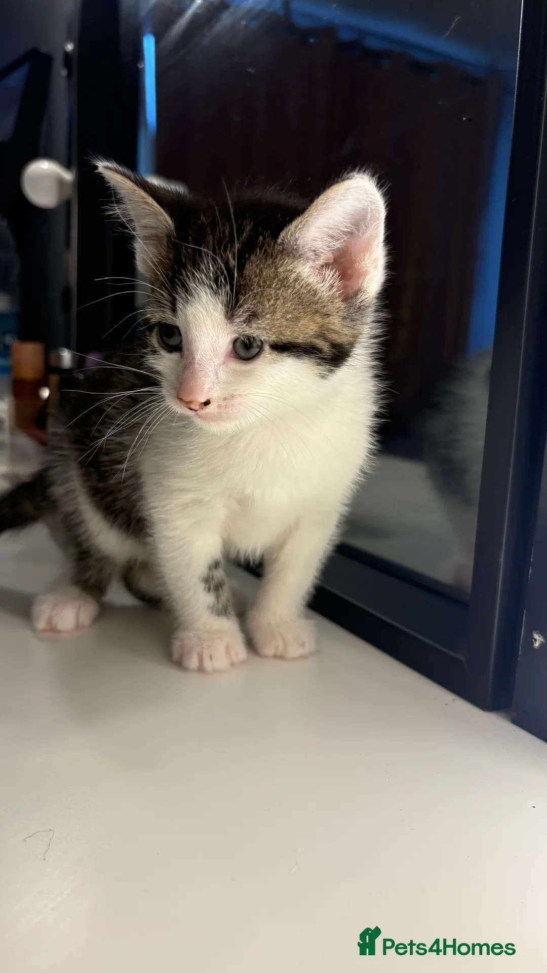 British Shorthair cats for sale: 1 kitten for sale  - Advert 2