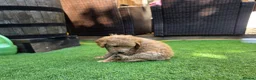 Goldendoodle dogs for sale: 🦮 Adorable F3 Goldendoodle. Parents DNA clear. - Advert 16