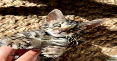 Bengal cats - Advert 8