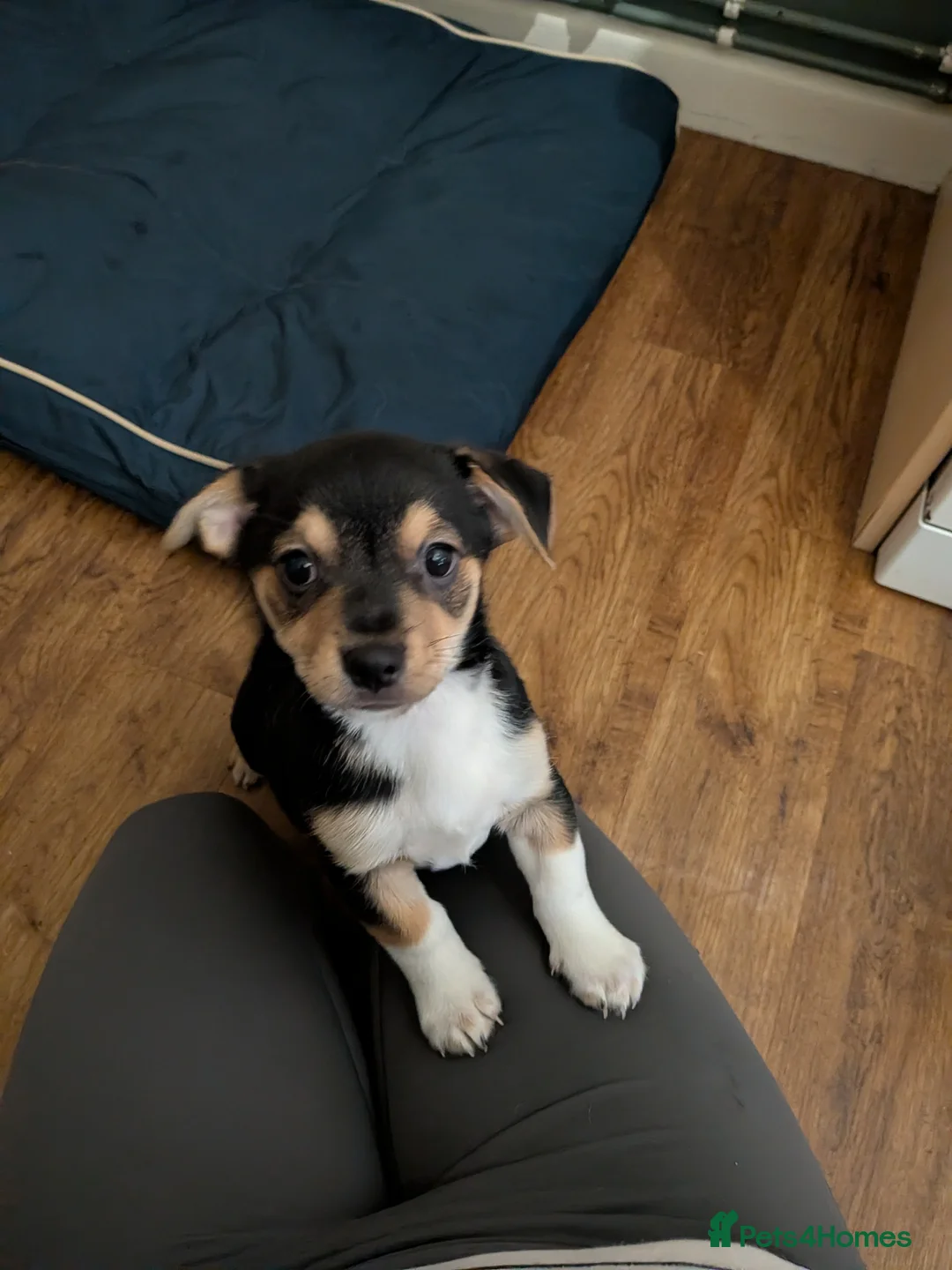 Mixed Breed dogs for sale: 2 boys left. Terrier X chihuahua  in Dorchester - Advert 2
