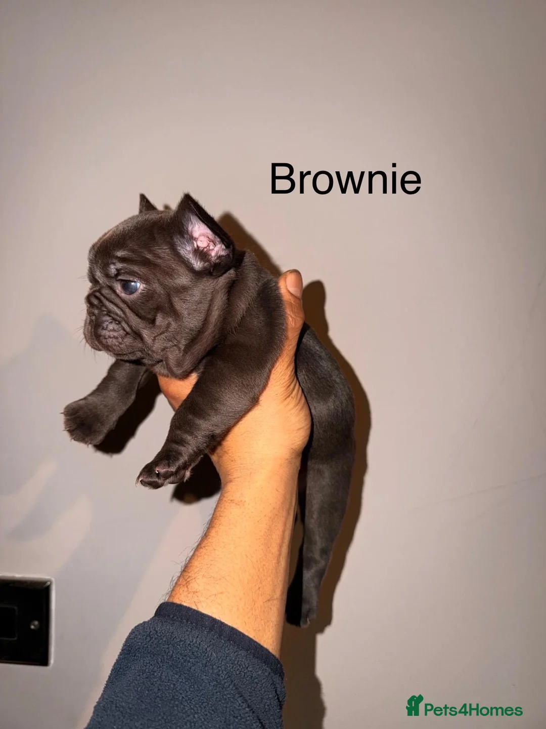 French Bulldog dogs for sale: French bulldog puppy  in Leeds - Advert 4