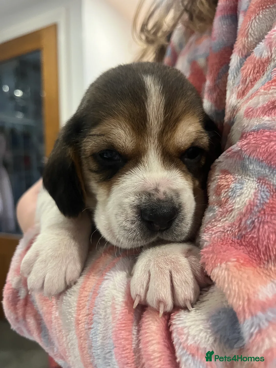 Beagle dogs for sale: Pedigree Beagle Puppies – Ready 7th February 2026  - Advert 12
