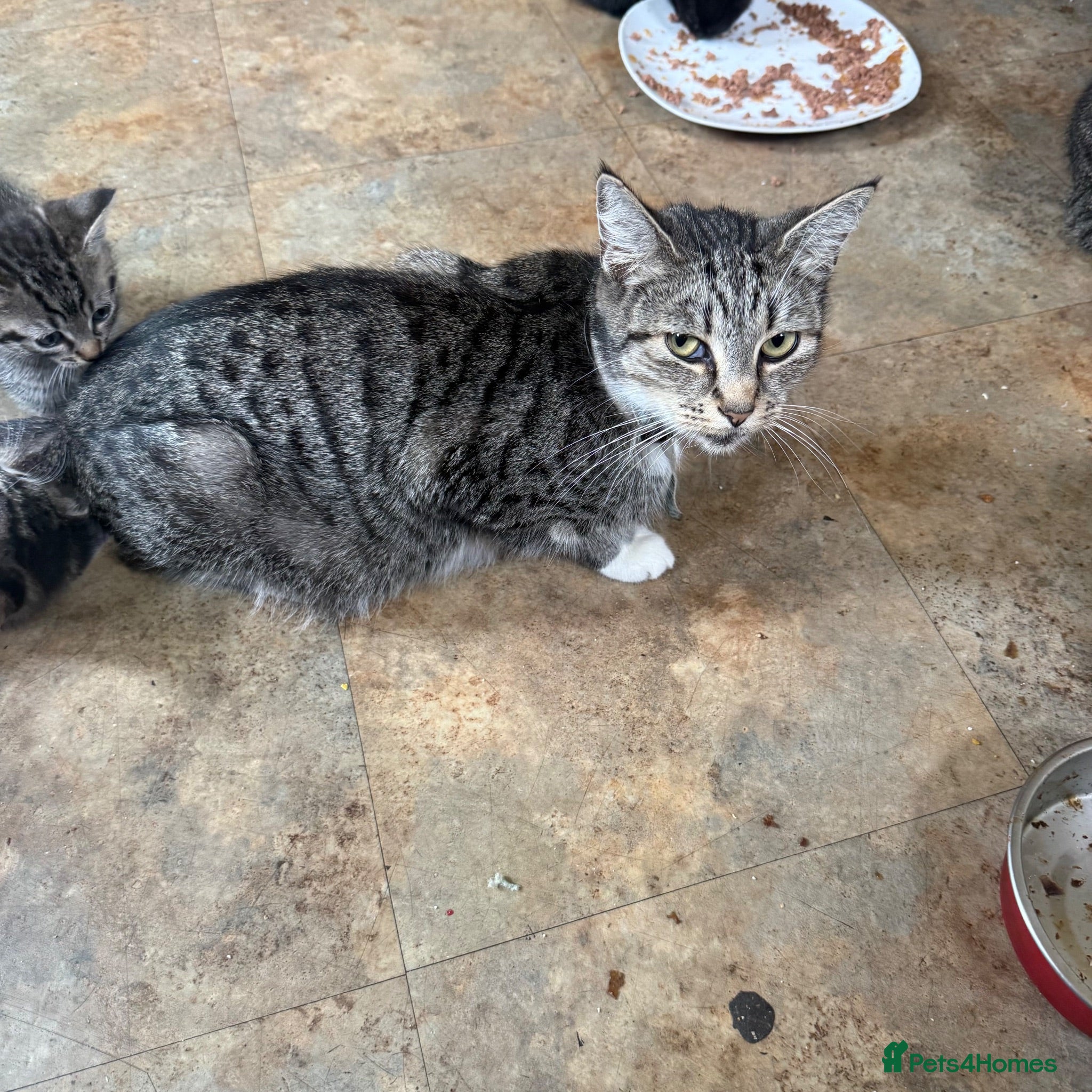 Mixed Breed cats Kittens  - Advert 3
