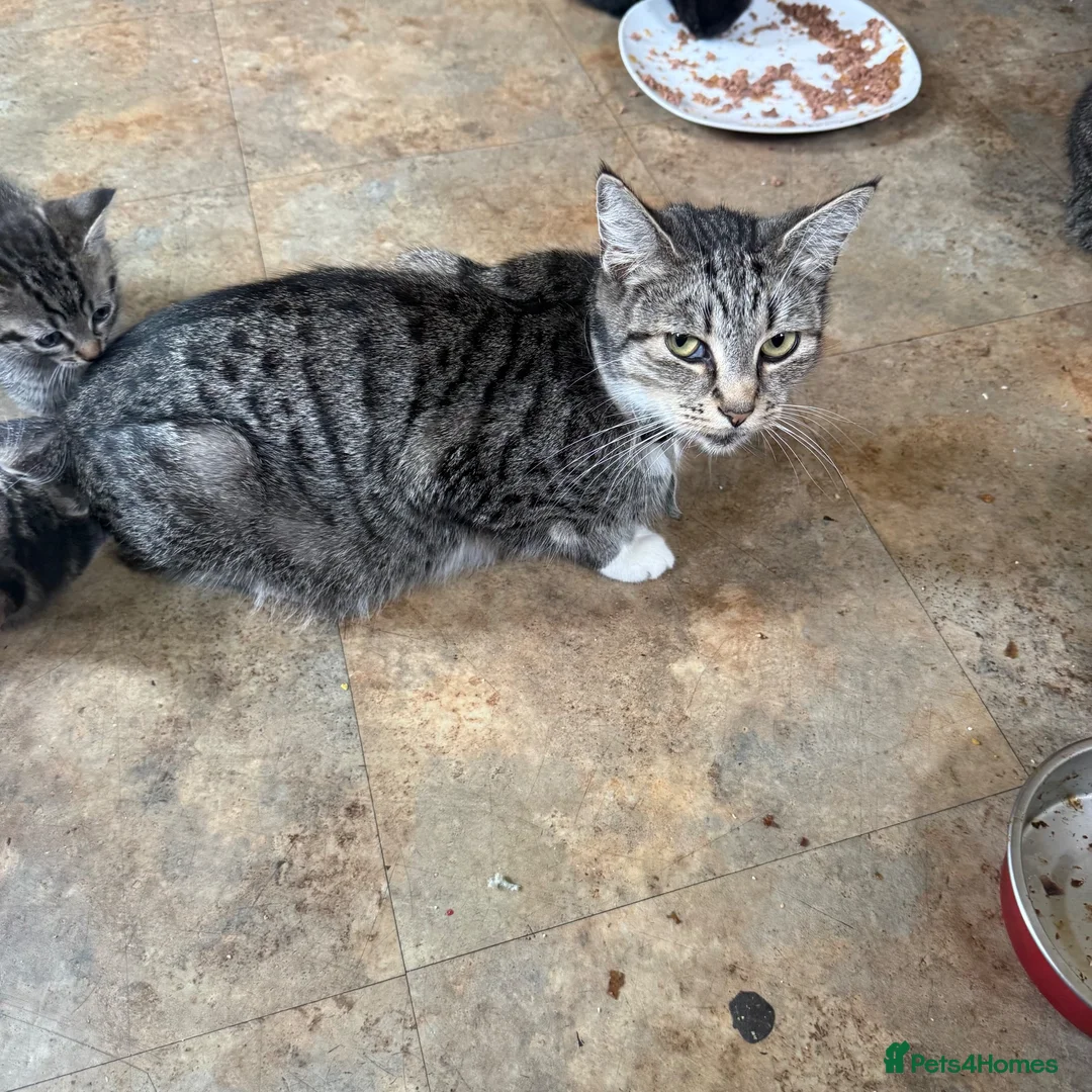 Mixed Breed cats for sale: Kittens  in Preston - Advert 1