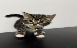 Mixed Breed cats for sale: 5 Beautiful Kittens - Ready for Homes Nov 17 - Image 4