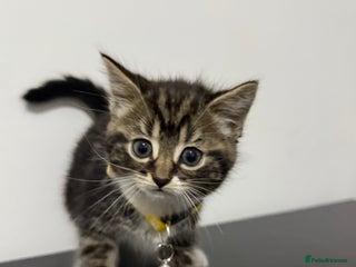 Mixed Breed cats - Advert 21