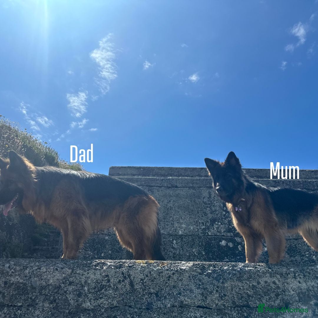 German Shepherd dogs 2 long-haired German Shepherd puppies for sale - Advert 17
