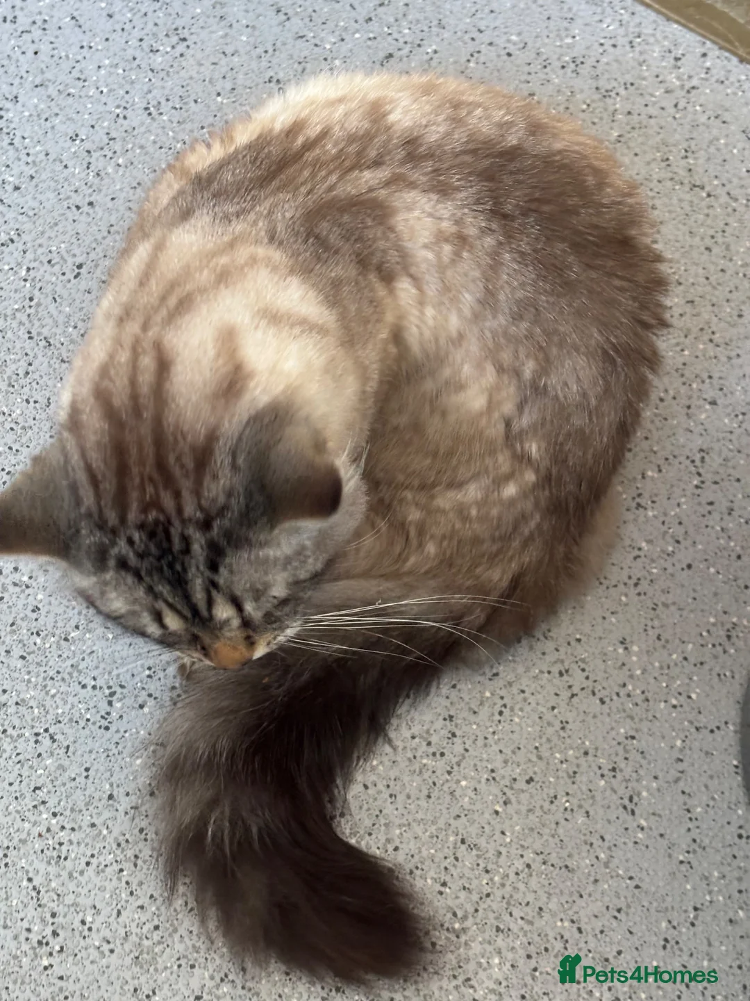 Maine Coon cats for sale: Large Adult Male Cat Half Maine Coon/Mixed Breed in Southend-on-Sea - Advert 18