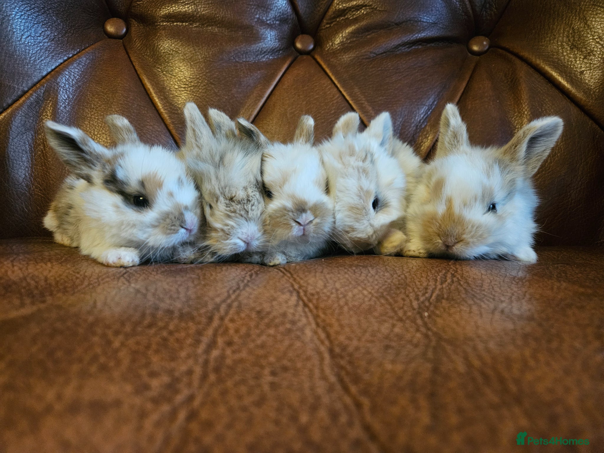 Mixed Breed rabbits Tri coloured lion heads - Advert 2