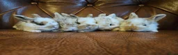 Mixed Breed rabbits for sale: Tri coloured lion heads - Advert 2