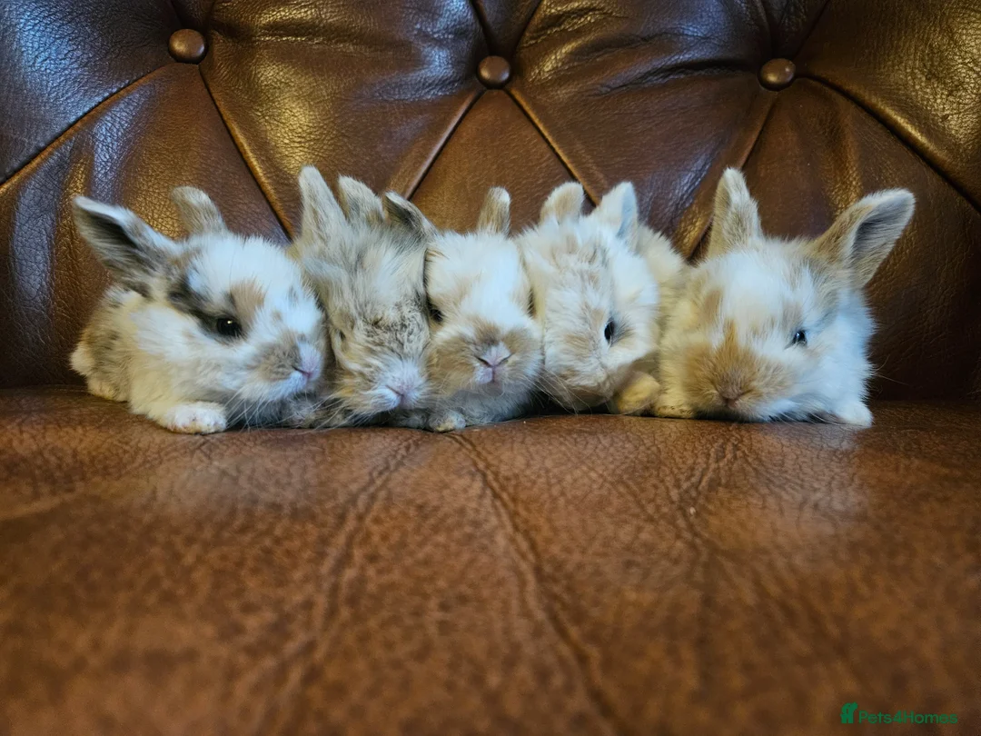Mixed Breed rabbits for sale: Tri coloured lion heads - Advert 2