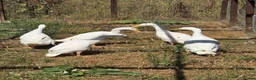 Ducks poultry for sale: White Indian Runner ducks - Advert 3