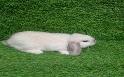 Mini Lop rabbits for sale: Purebred mini lops  - Image 8