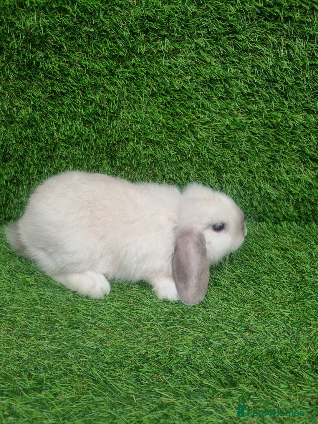 Mini Lop rabbits for sale: Purebred mini lops  - Image 8
