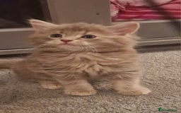 Maine Coon cats for sale: Maine Coon kittens - Image 14