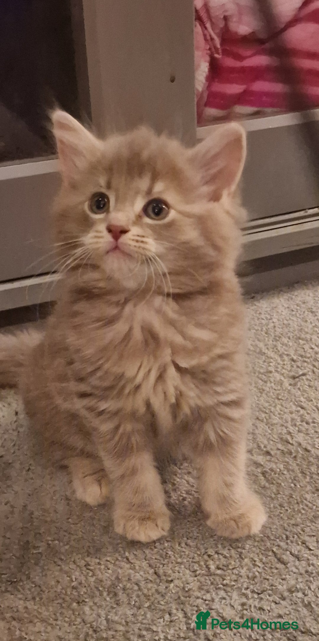 Maine Coon cats for sale: Maine Coon kittens - Image 14