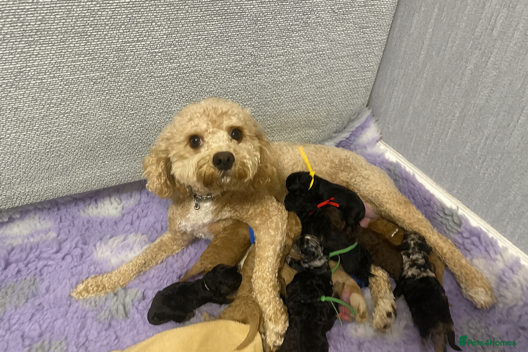 Cavapoo dogs for sale: Extensively health tested F1b curly Cavapoos  - Image 11
