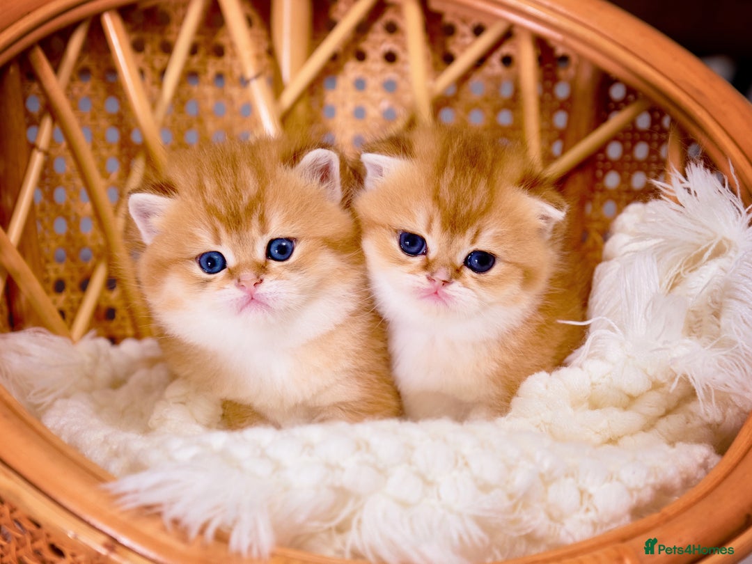 British Shorthair cats for sale: Show-Quality British Shorthair Kittens - Advert 11