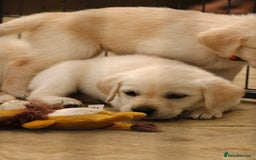 Labrador Retriever dogs for sale: Beautiful labrador puppies for sale - Image 19