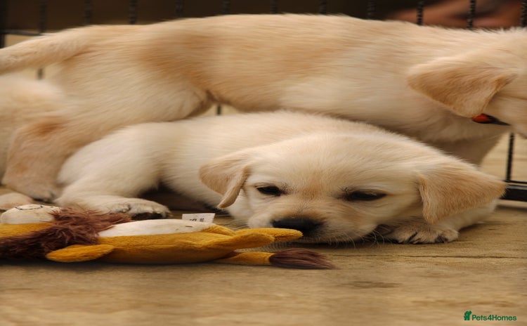 Labrador Retriever dogs - Advert 12