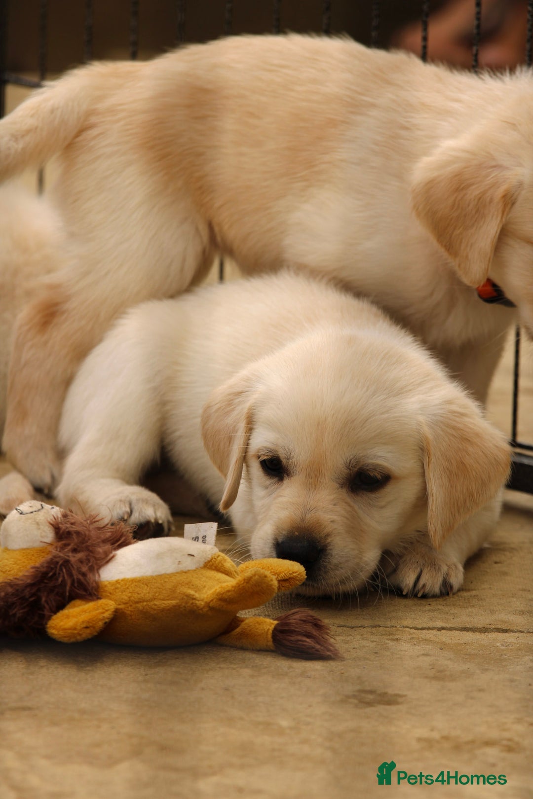 Labrador Retriever dogs for sale: Beautiful labrador puppies for sale - Image 19