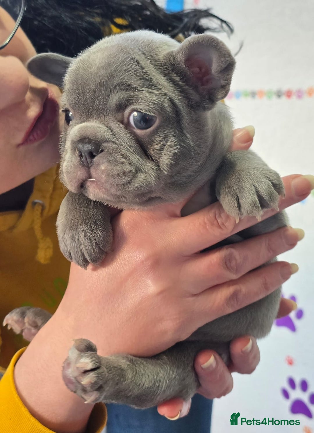 French Bulldog dogs for sale: 6 beautiful French bulldogs  - Advert 13