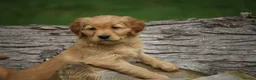 Golden Retriever dogs for sale: KC Registered Working Golden Retriever Puppies - Advert 11