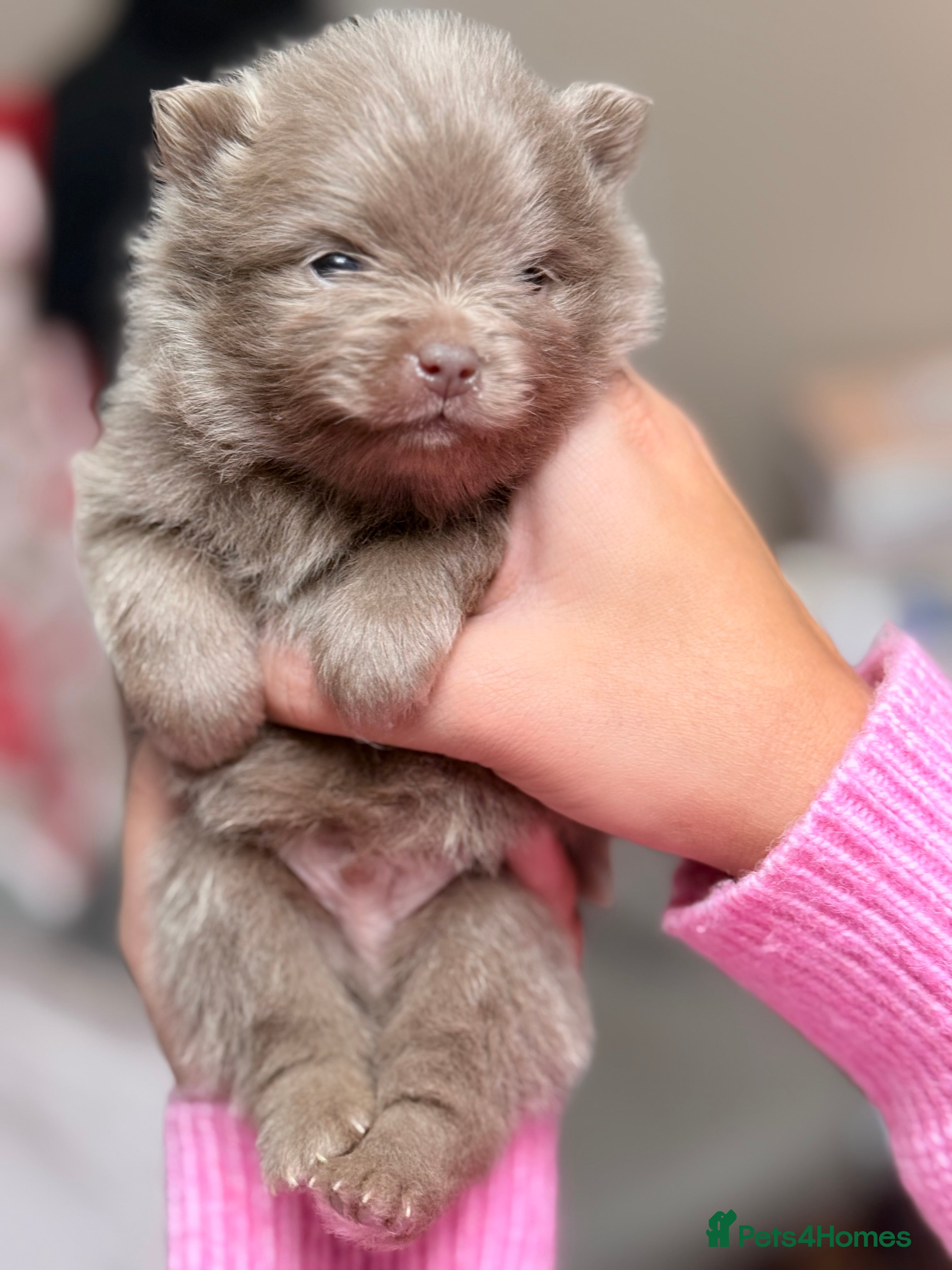 Pomeranian dogs ❤️Last Boy available  ❤️Don’t Miss Out 💕 - Advert 13