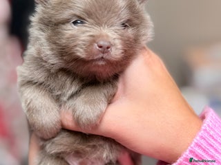 Pomeranian dogs ❤️Last Boy available ❤️Don’t Miss Out 💕 - Advert 2