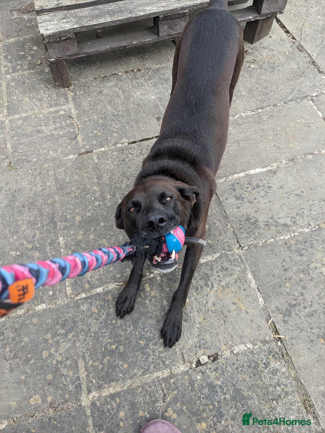 Mixed Breed dogs for sale: Teddy (Collie, Great Dane, Doberman mix) - Image 3