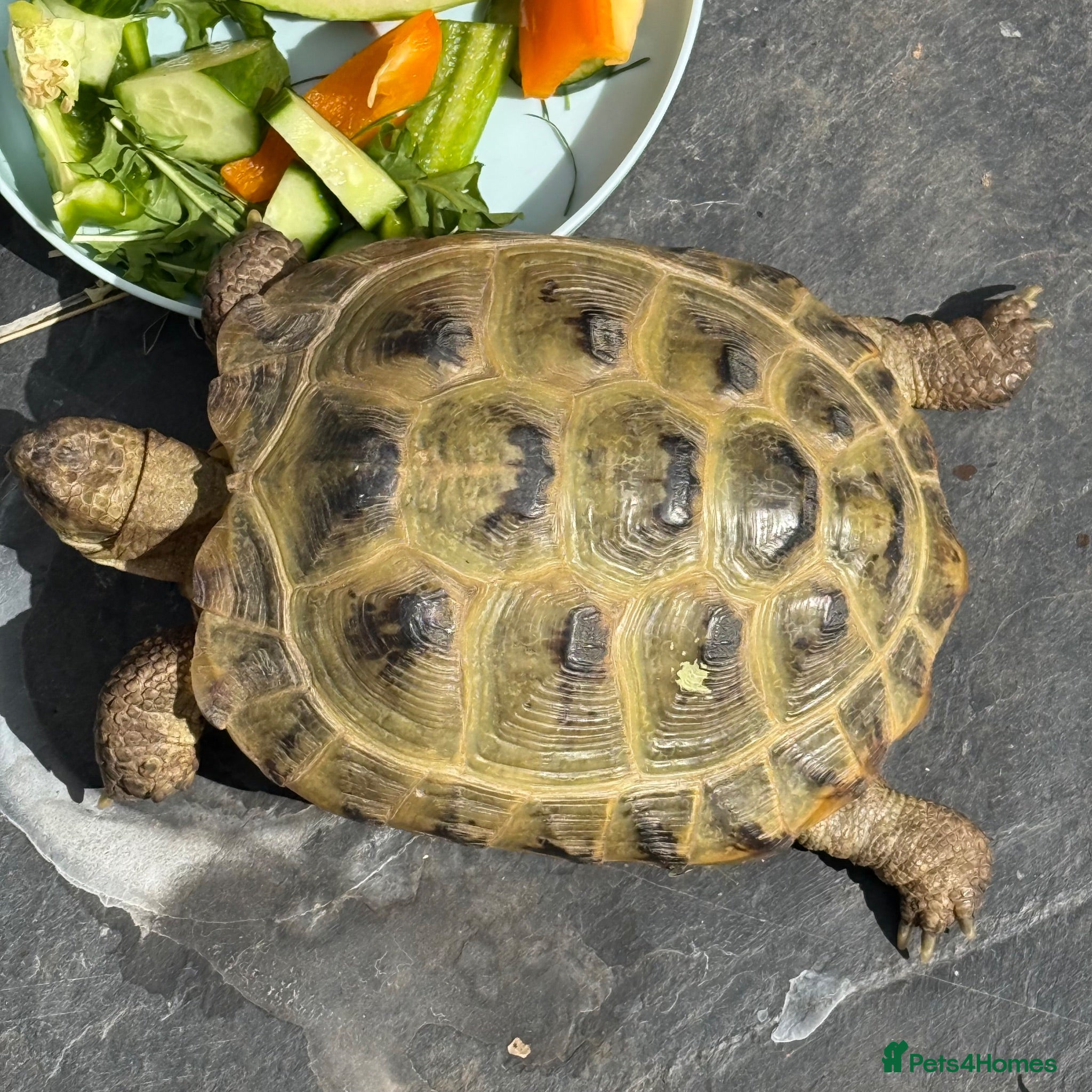 Hermann Tortoise reptiles 2 Hermann tortoises - Advert 2