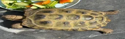 Hermann Tortoise reptiles for sale: 2 Hermann tortoises - Advert 2