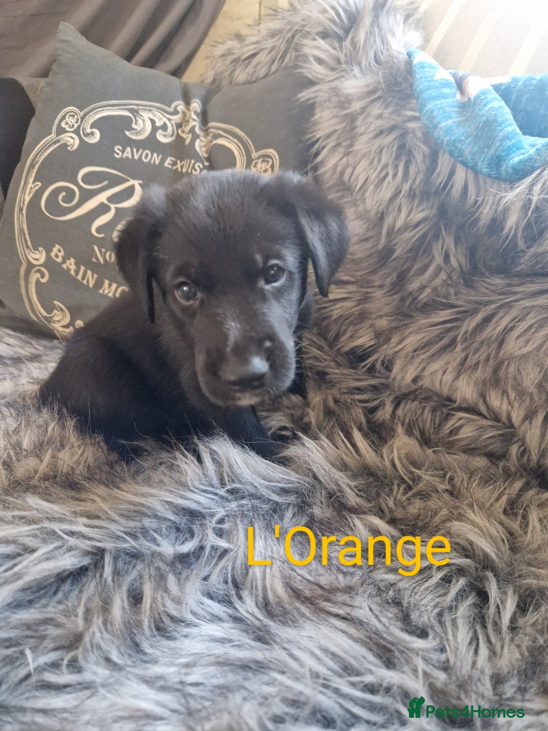Mixed Breed dogs for sale: Beautiful Rough Collie/Border Collie puppies.  in Towcester - Image 11