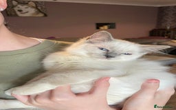 Ragdoll cats for sale: GCCF Beautiful Ragdoll Kittens - Image 7