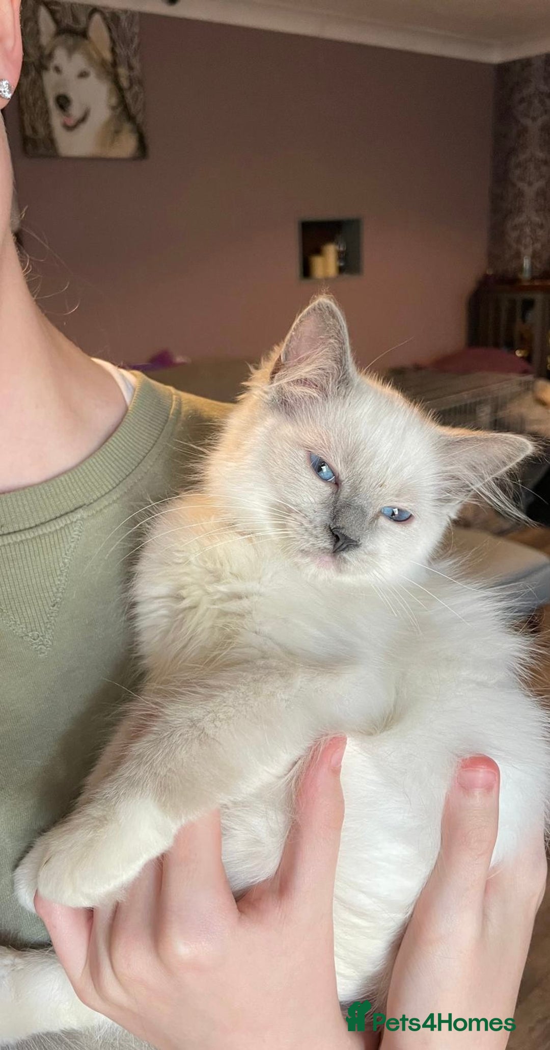 Ragdoll cats for sale: GCCF Beautiful Ragdoll Kittens - Image 7