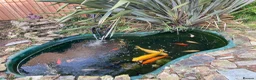 Koi Carp fish for sale: Koi and goldfish for sale  in Exeter - Advert 4
