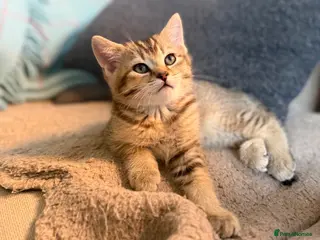 British Shorthair cats Gorgeous British Shorthair Boy - Advert 5